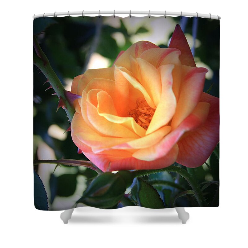 Jacob's Shower Curtain featuring the photograph Jacob's Rose by Marna Edwards Flavell