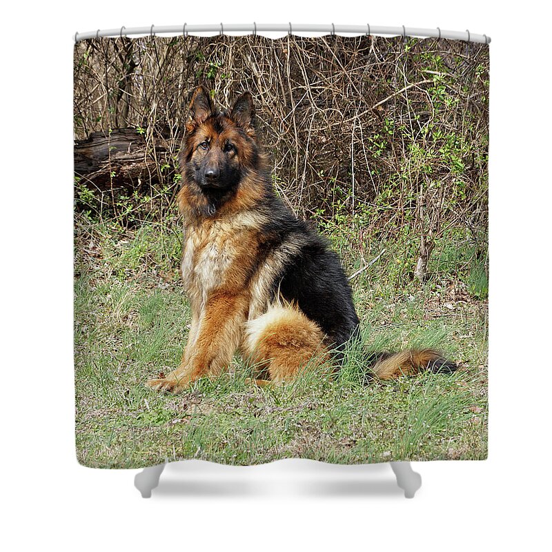 German Shepherd Shower Curtain featuring the photograph Jessy #1 by Sandy Keeton