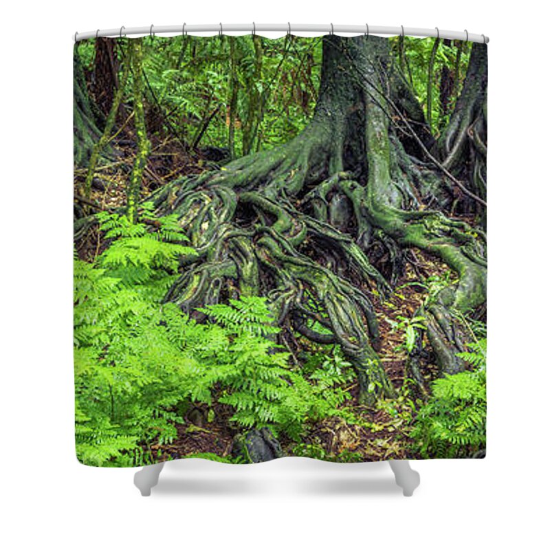 Rain Forest Shower Curtain featuring the photograph Jungle roots #1 by Les Cunliffe