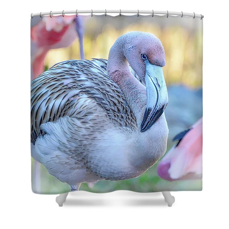 Flamingo Shower Curtain featuring the photograph Juvenile Flamingo #1 by Kathy Baccari