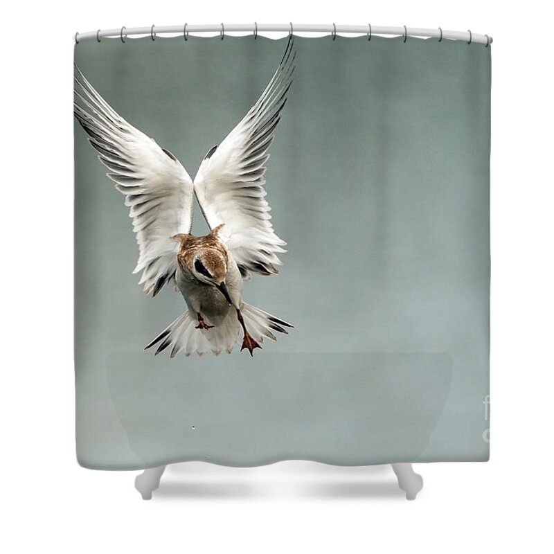 Tern Shower Curtain featuring the photograph Juvenile tern in flight #1 by Sam Rino