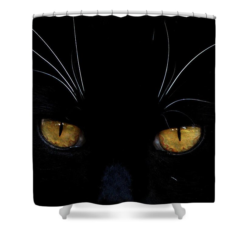 Cat Shower Curtain featuring the photograph KitKat Portrait by Lesa Fine