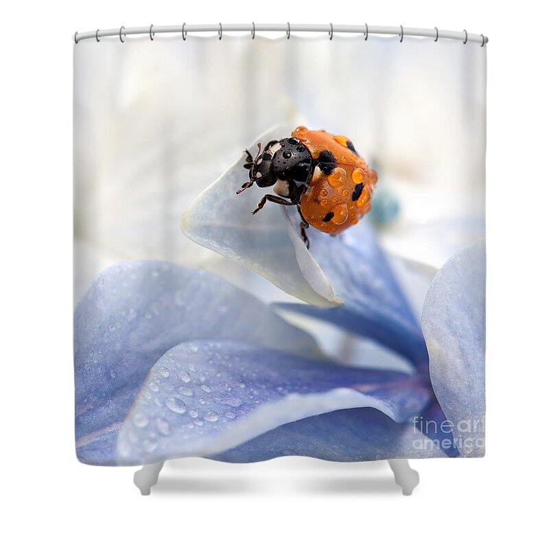 Ladybug Shower Curtain featuring the photograph Ladybug by Nailia Schwarz