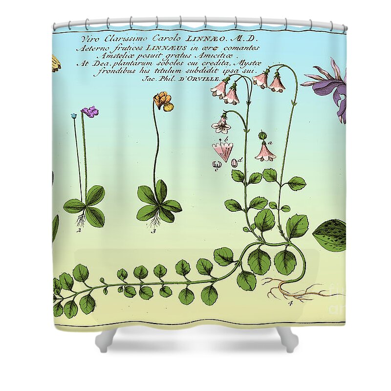 Historic Shower Curtain featuring the photograph Linnaea Borealis, Linnaeuss Favorite #2 by Science Source