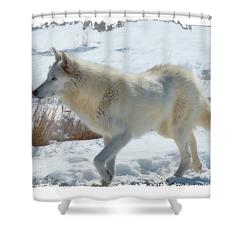 Lone White Wolf Shower Curtain featuring the photograph Lone White Wolf by O Lena