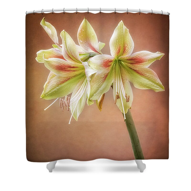 Flowers Shower Curtain featuring the photograph Three blooms of Amaryllis by Usha Peddamatham