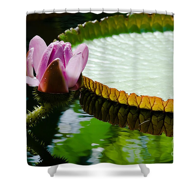Lotus Shower Curtain featuring the painting Lotus Flower #1 by Yurix Sardinelly