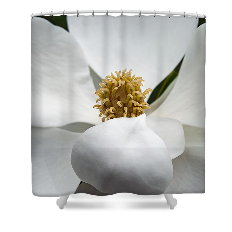 Magnolia Shower Curtain featuring the photograph Magnolia Flower #2 by Nathan Little