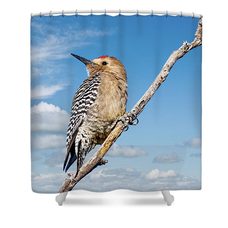 Animal Shower Curtain featuring the photograph Male Gila Woodpecker by Jeff Goulden