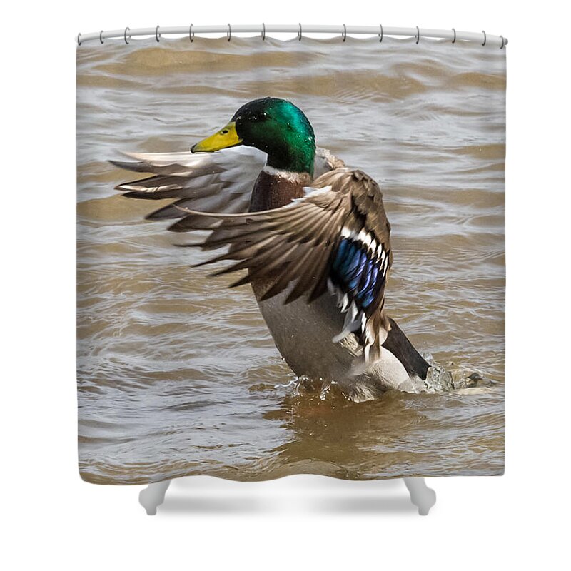 Male Shower Curtain featuring the photograph Male Mallard by Holden The Moment
