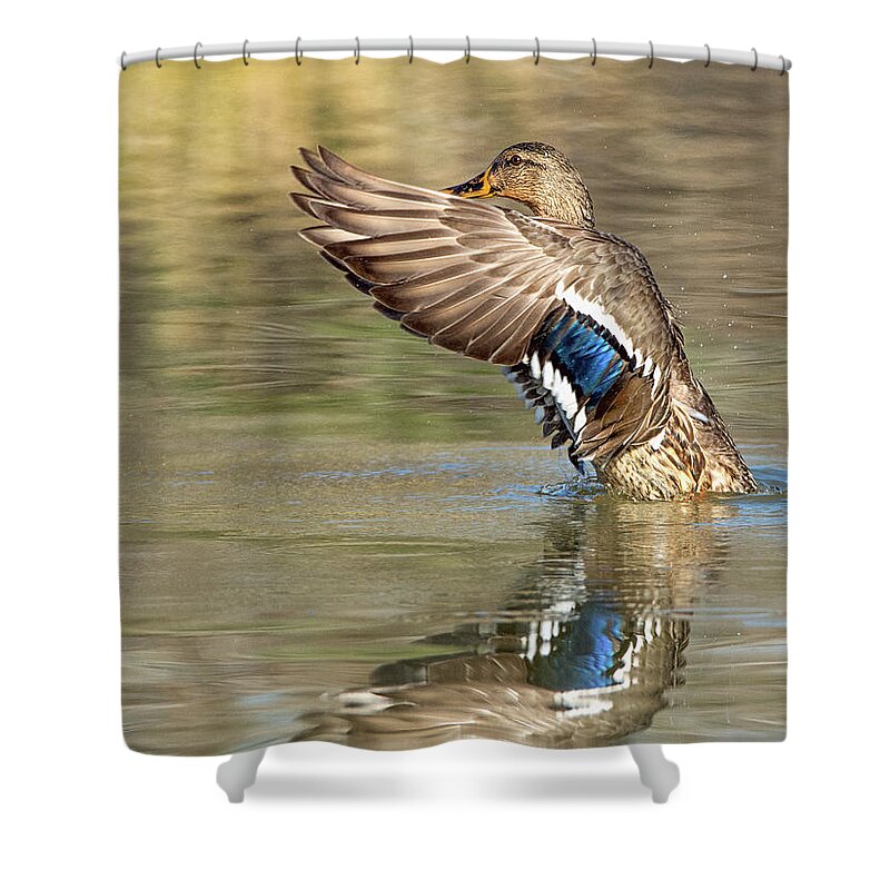 Mallard Shower Curtain featuring the photograph Mallard Duck Female #1 by Tam Ryan