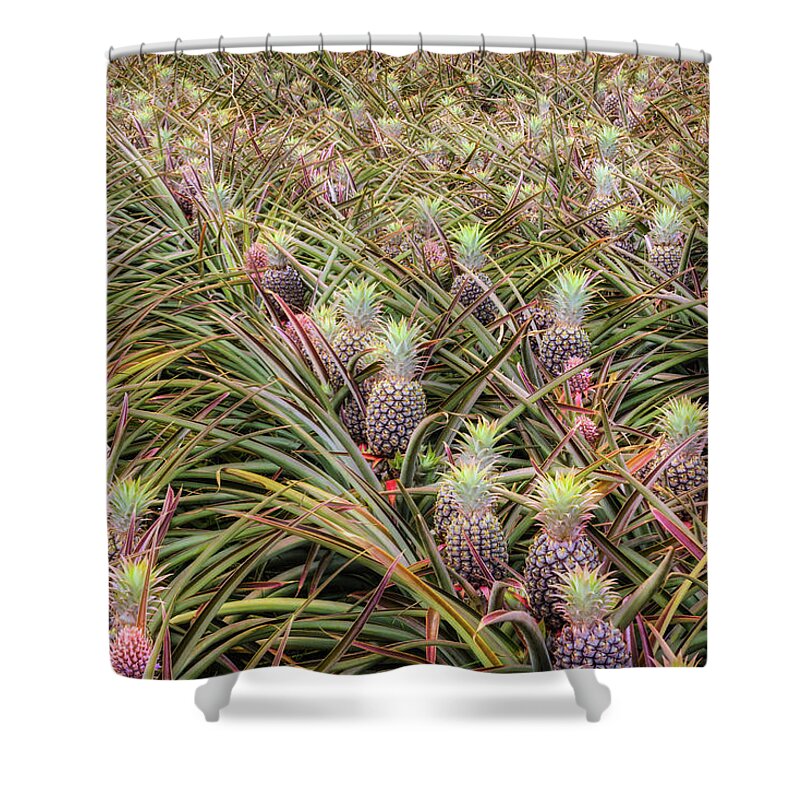 Hawaii Shower Curtain featuring the photograph Maui Gold Pineapples #1 by Jim Thompson