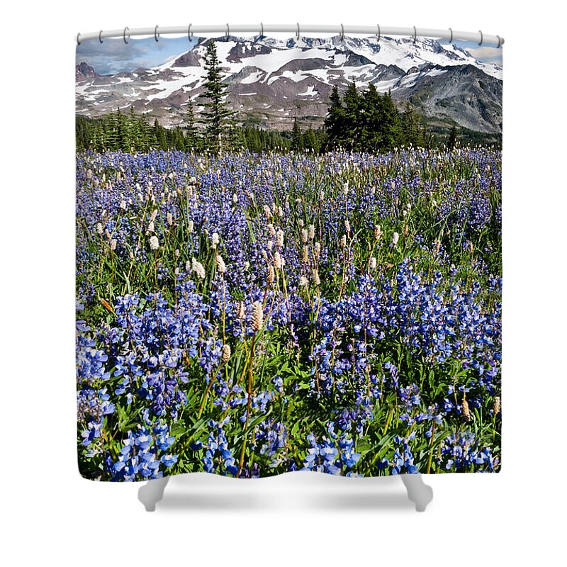 Alpine Shower Curtain featuring the photograph Meadow of Lupine Near Mount Rainier by Jeff Goulden