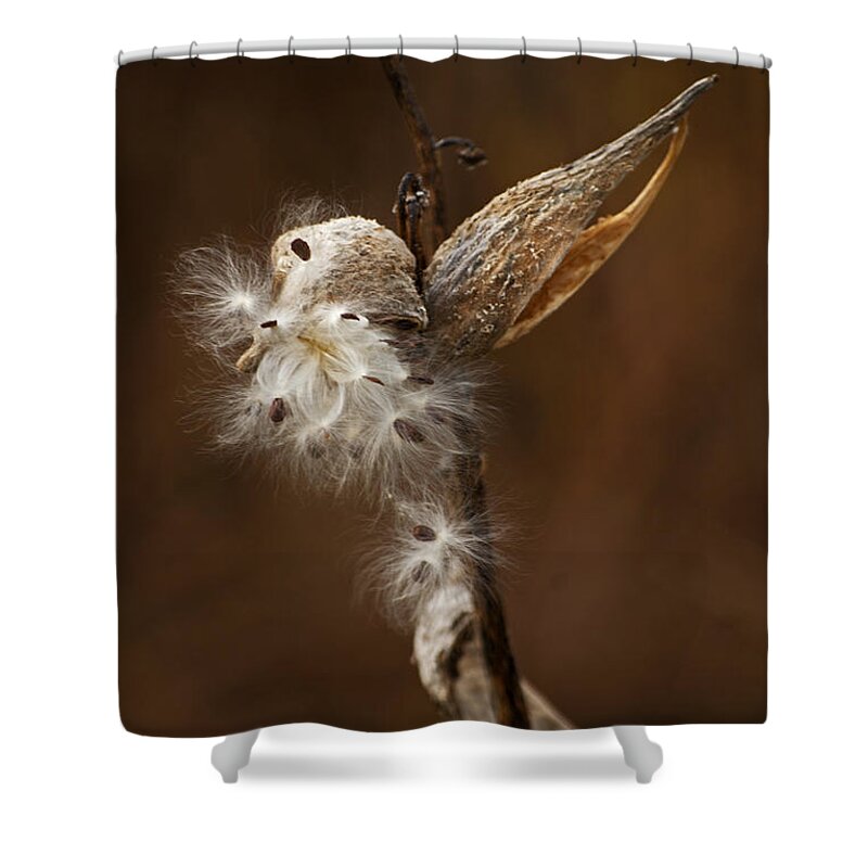 Pods Shower Curtain featuring the photograph Milkweed Pod #1 by Elsa Santoro