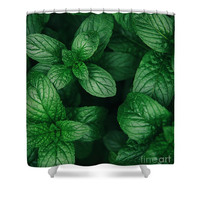 Mint Shower Curtain featuring the photograph Mint green leaves pattern background #2 by Jelena Jovanovic