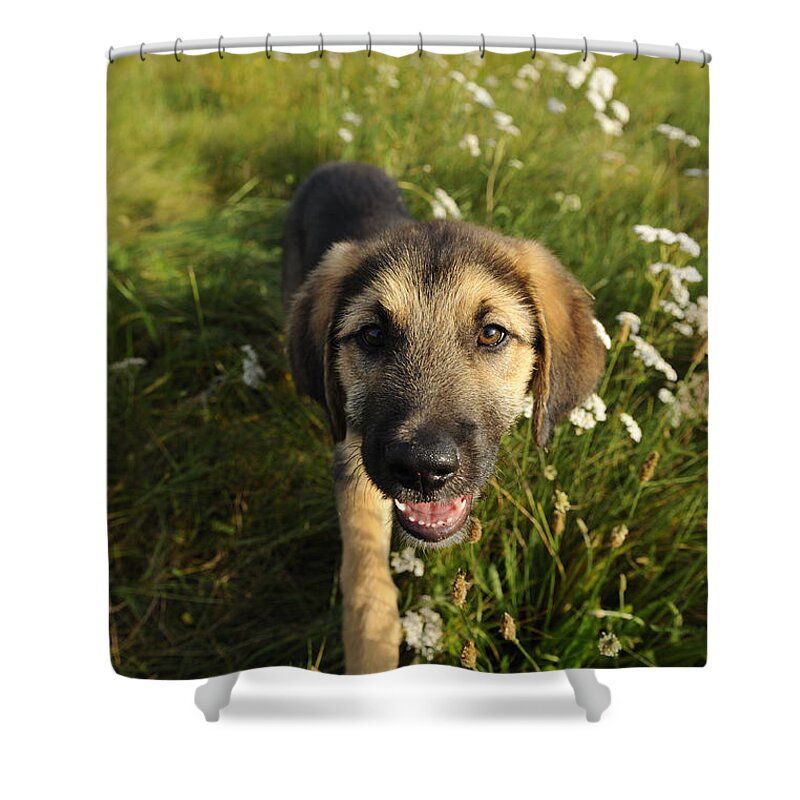 Dog Shower Curtain featuring the photograph Mixed-breed Puppy #1 by David & Micha Sheldon