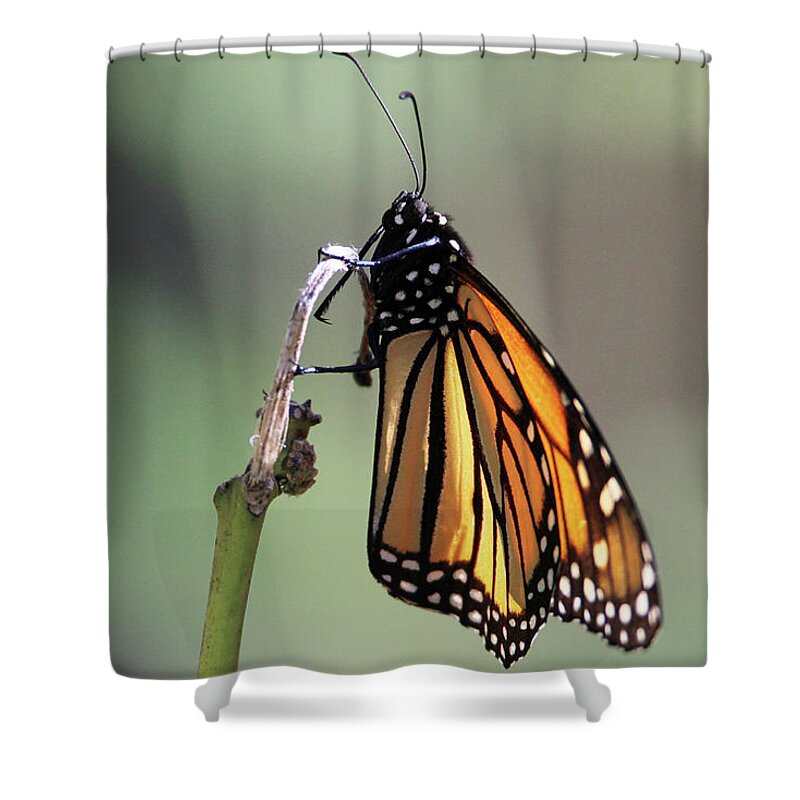 Monarch Butterfly Shower Curtain featuring the photograph Monarch Butterfly Stony Brook New York #1 by Bob Savage