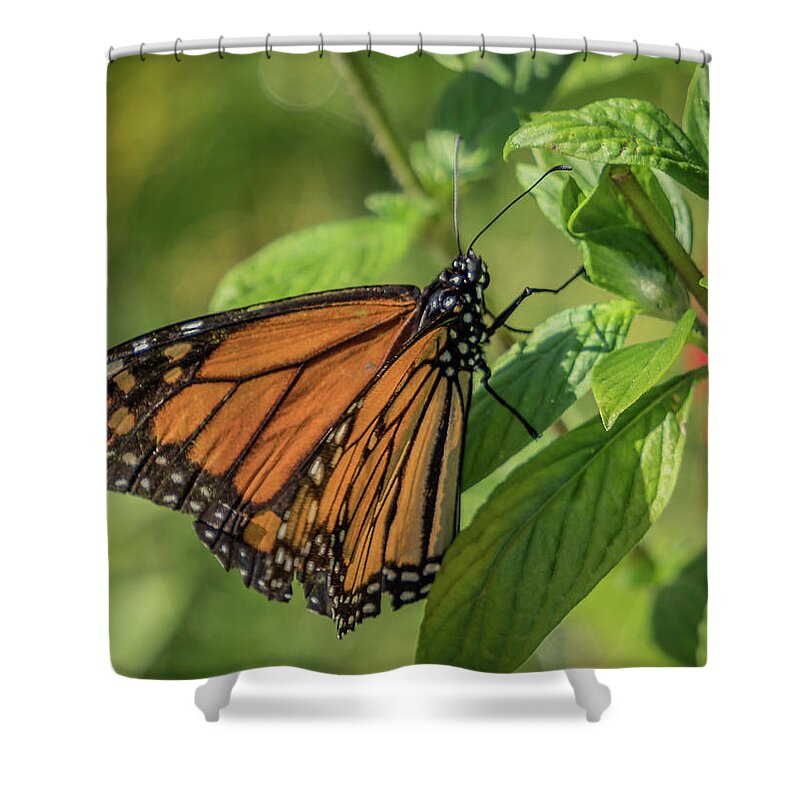 Florida Shower Curtain featuring the photograph Monarch #1 by Jane Luxton