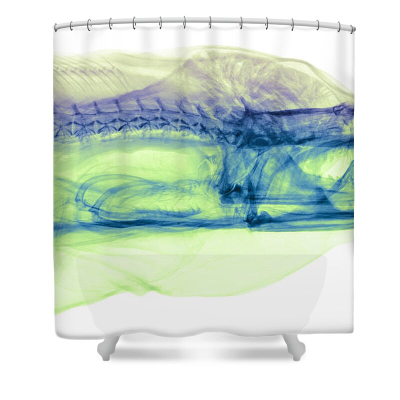 Science Shower Curtain featuring the photograph Moray Eel, Gymnothorax Funebris, X-ray #3 by Ted Kinsman