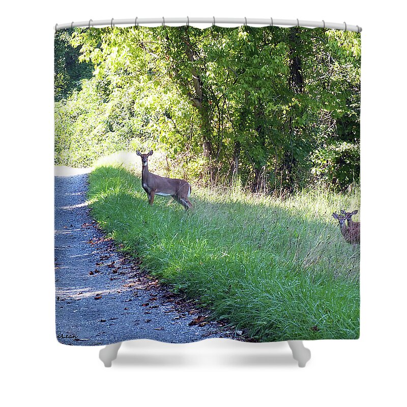 Deer Shower Curtain featuring the photograph Mother and Children #1 by Kimmary MacLean