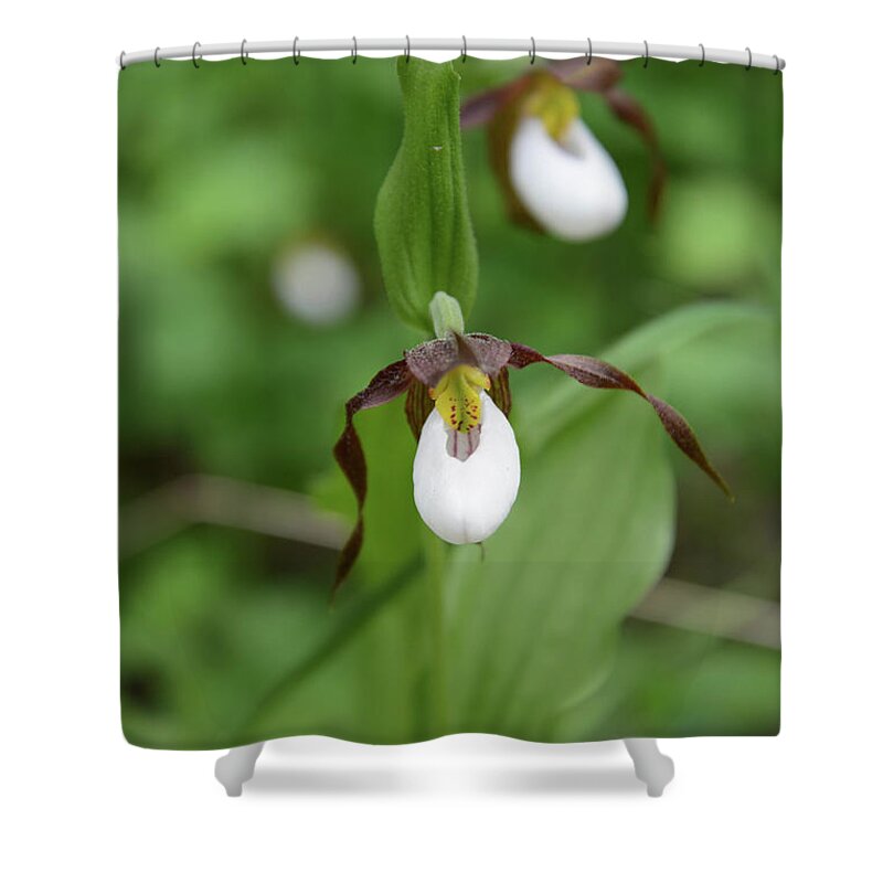 Wildflower Shower Curtain featuring the photograph Mountain Lady Slipper Orchids #1 by Whispering Peaks Photography