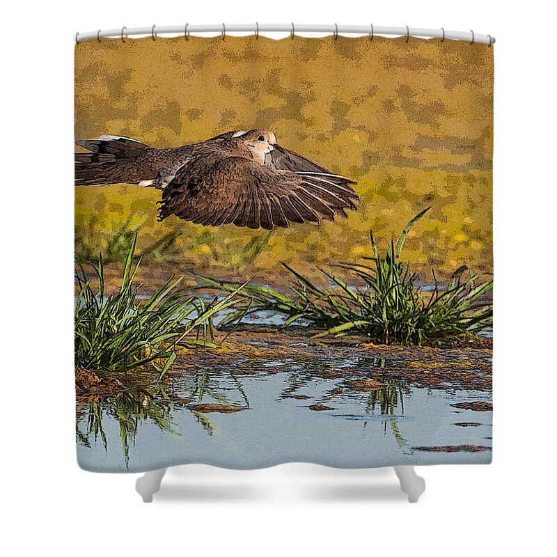 Mourning Dove Shower Curtain featuring the photograph Mourning Dove in Flight #1 by Tam Ryan