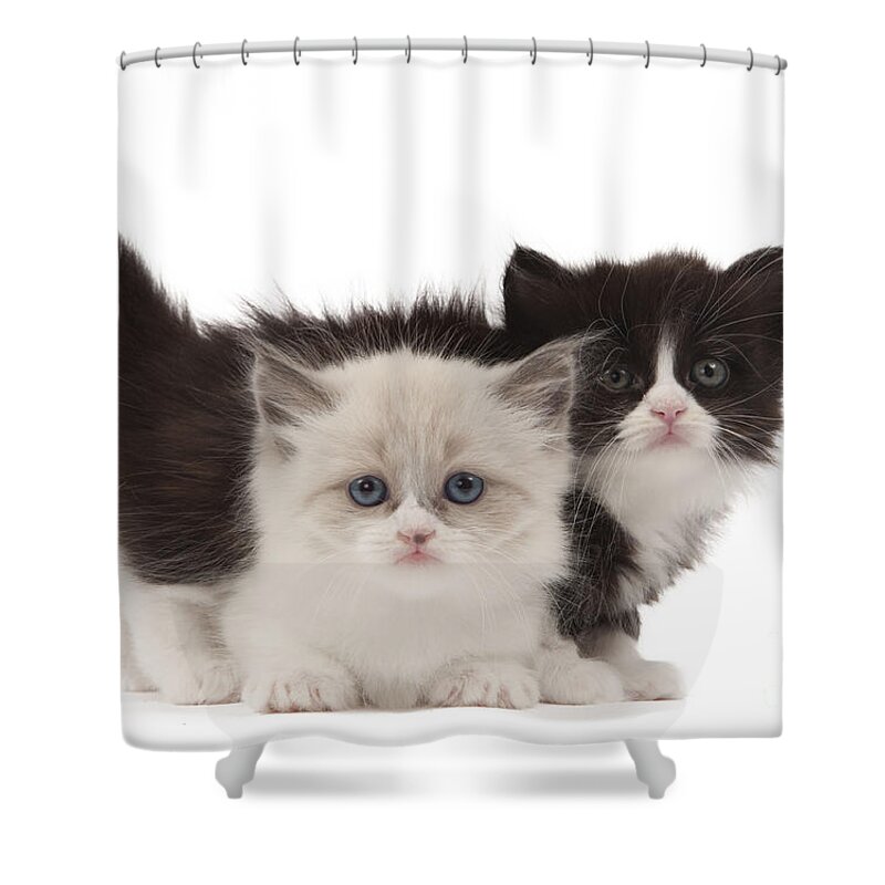 Cat Shower Curtain featuring the photograph Munchkin Kittens #1 by Jean-Michel Labat