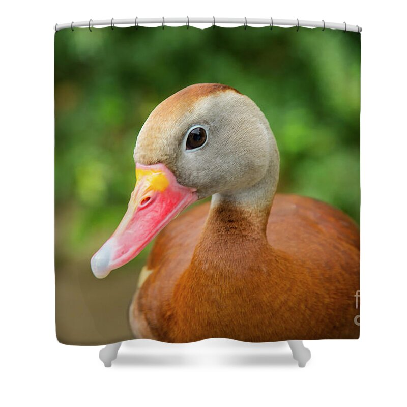 Cameron Park Zoo Shower Curtain featuring the photograph Whistling Duck Best Pose by Bob Phillips
