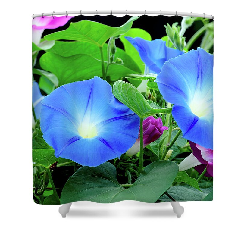 Flower Shower Curtain featuring the photograph My morning glory #1 by Camille Lopez