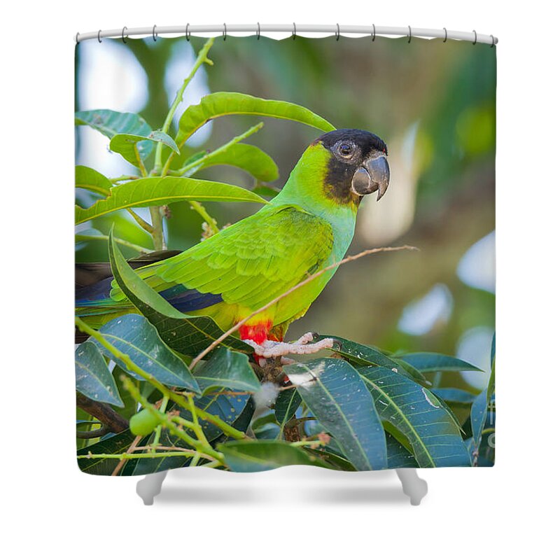 Nandy Or Black-hooded Parakeet Shower Curtain featuring the photograph Nanday Or Black-hooded Parakeet #1 by B.G. Thomson
