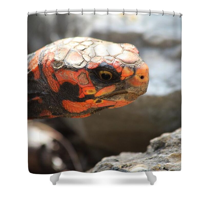 Exotic Shower Curtain featuring the photograph Naples FL #1 by Donn Ingemie