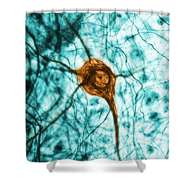 Cell Shower Curtain featuring the photograph Neuron, Tem by Science Source
