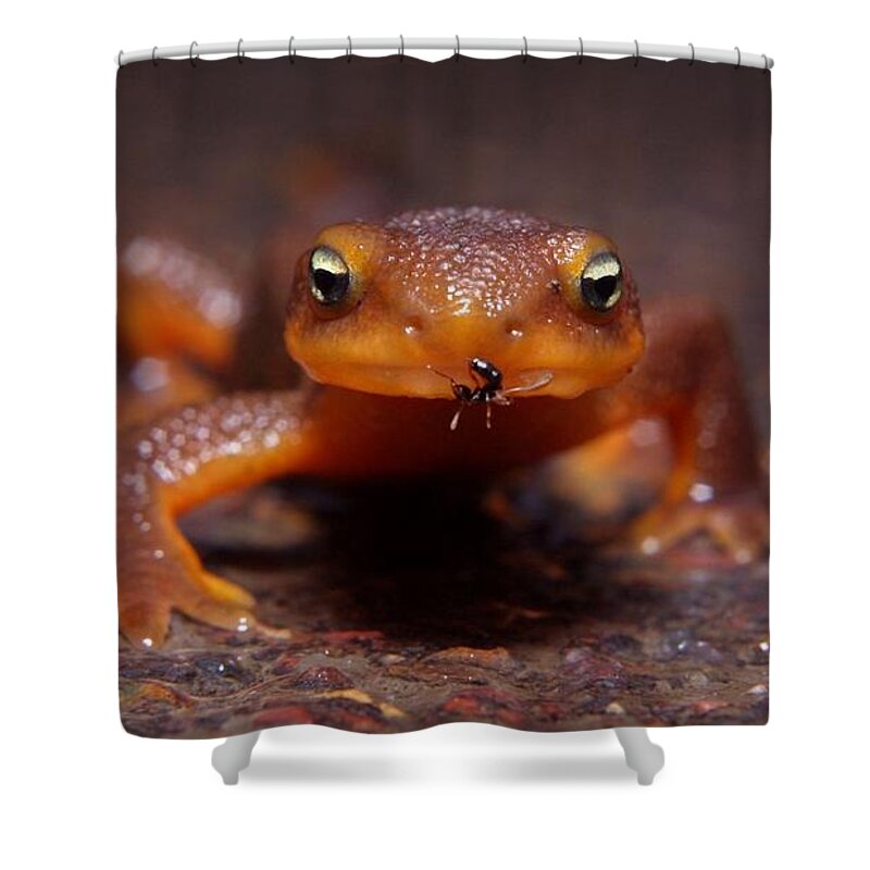 Newt Shower Curtain featuring the photograph Newt #1 by Jackie Russo