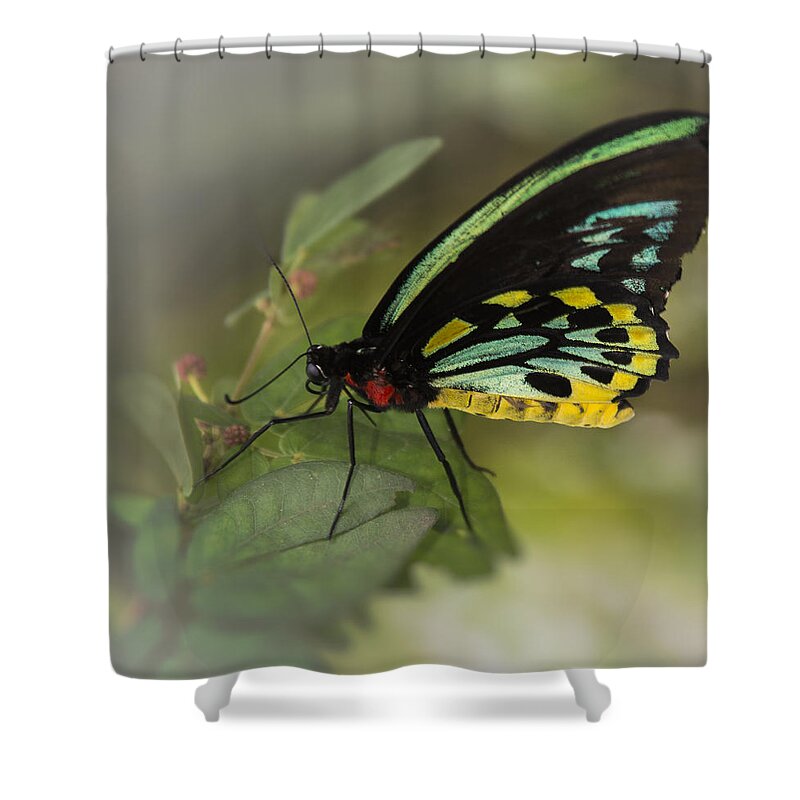 Penny Lisowski Shower Curtain featuring the photograph Northern Butterfly #2 by Penny Lisowski