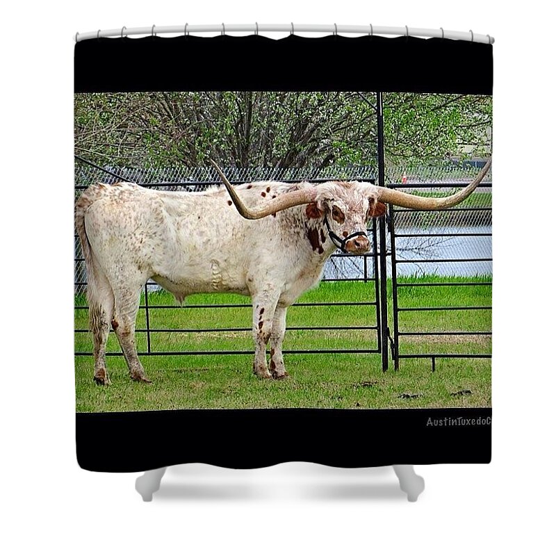 Animalsaddict Shower Curtain featuring the photograph Nothing Like A Big #tough #texas #1 by Austin Tuxedo Cat