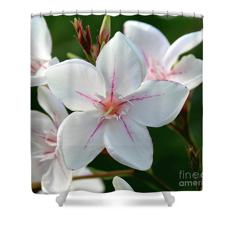 Oleander Shower Curtain featuring the photograph Oleander Harriet Newding 2 by Wilhelm Hufnagl