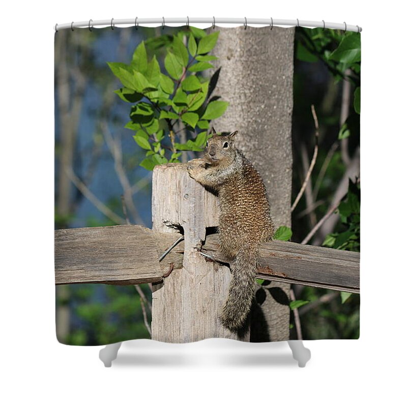 Squirrel Shower Curtain featuring the photograph On the Fence #1 by Christy Pooschke