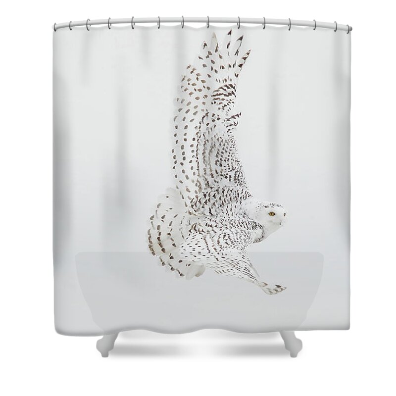 Snowy Owl Shower Curtain featuring the photograph On The Move. #1 by Evelyn Garcia