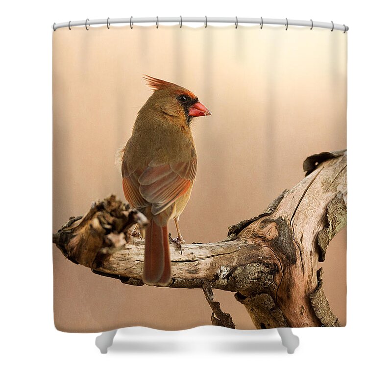 Cardinal Shower Curtain featuring the photograph One Last Look #1 by Everet Regal