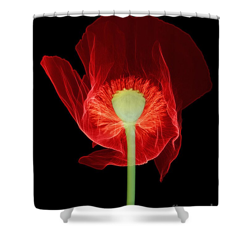 Science Shower Curtain featuring the photograph Opium Poppy, X-ray #1 by Ted Kinsman