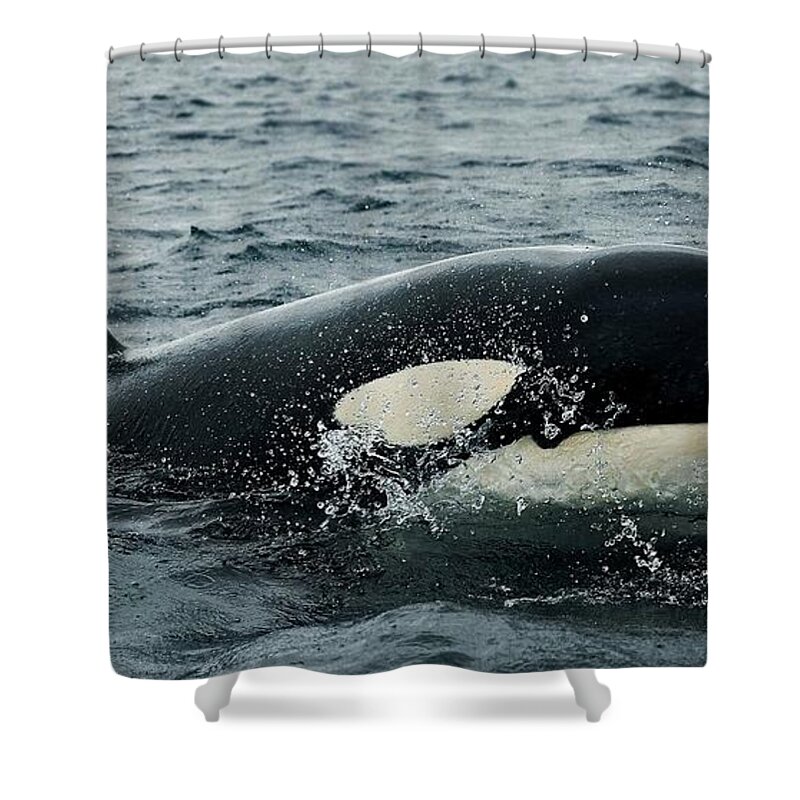 Orca Shower Curtain featuring the photograph Orca #1 by Mariel Mcmeeking