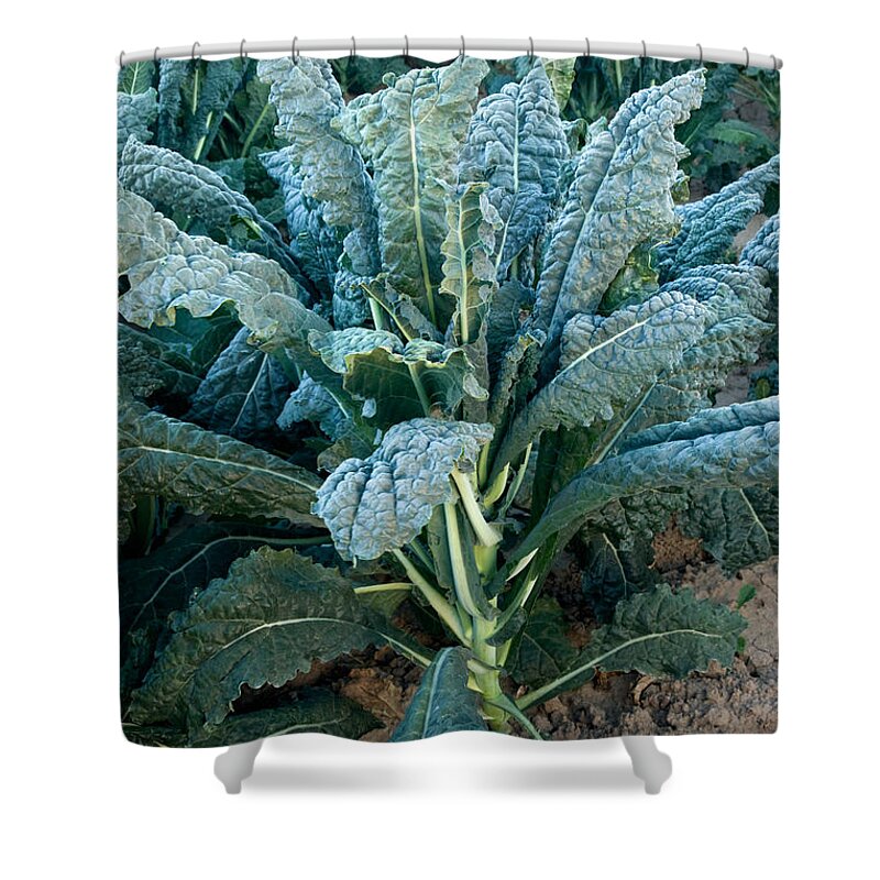 Kale Shower Curtain featuring the photograph Organic Italian Kale #1 by Inga Spence