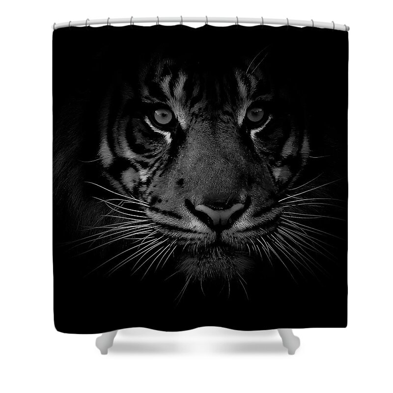 Tiger Shower Curtain featuring the photograph Tiger Shadows II by Athena Mckinzie
