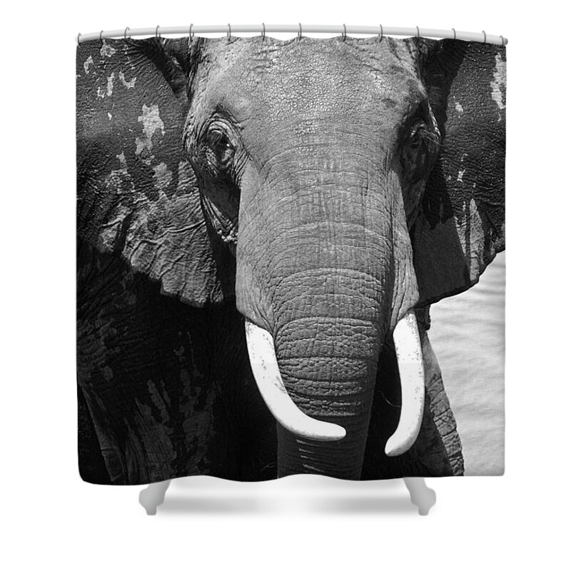 Africa Shower Curtain featuring the photograph Outta My Way #1 by Michele Burgess