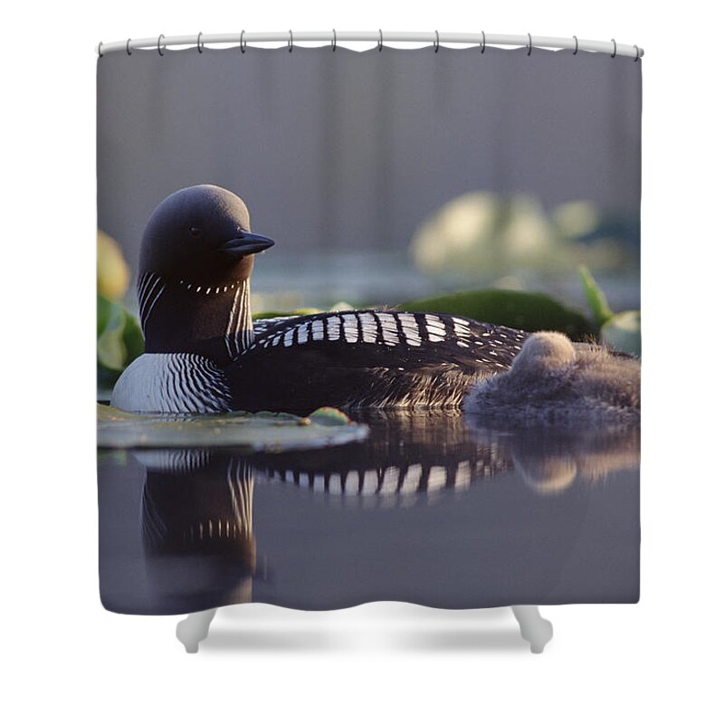 Mp Shower Curtain featuring the photograph Pacific Loon Gavia Pacifica Parent #1 by Michael Quinton