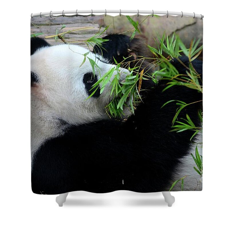 Panda Shower Curtain featuring the photograph Panda bear lies on back and eats green bamboo shoot plants #2 by Imran Ahmed