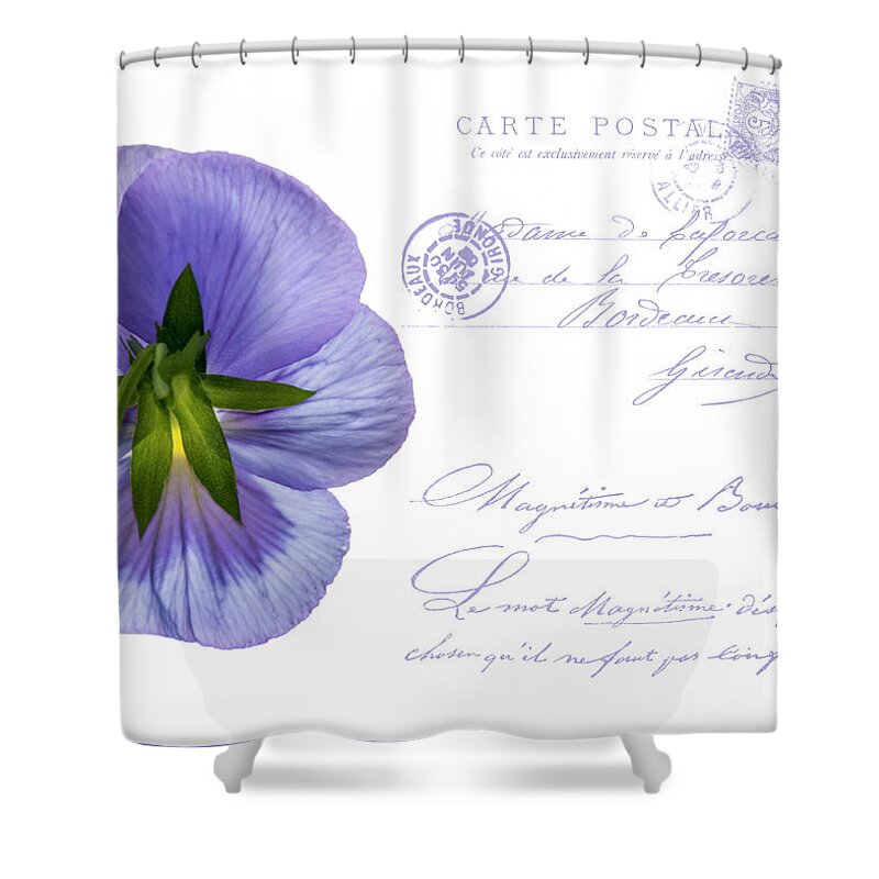 Postcard Shower Curtain featuring the photograph Pansy Postcard by Cathy Kovarik
