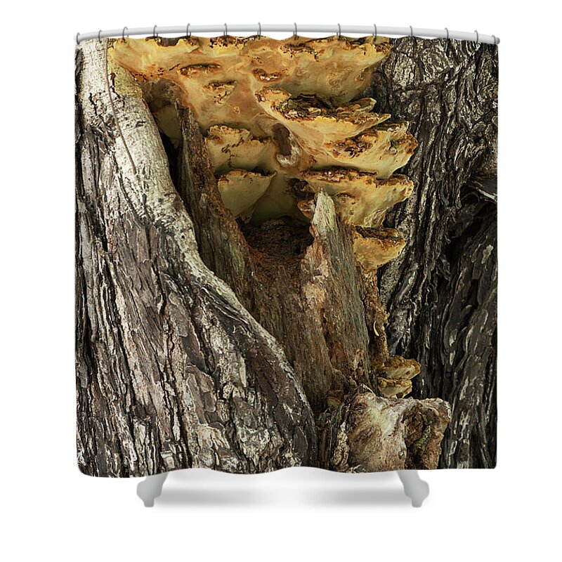 Tree Shower Curtain featuring the photograph Peeping through woods #1 by Kiran Joshi