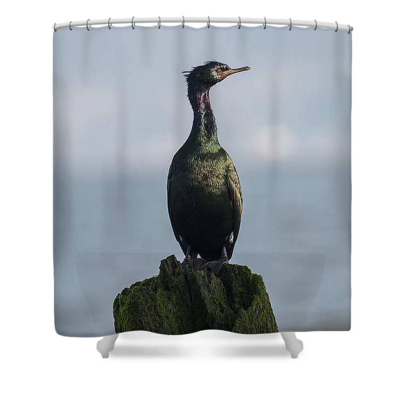 Astoria Shower Curtain featuring the photograph Pelagic Cormorant by Robert Potts