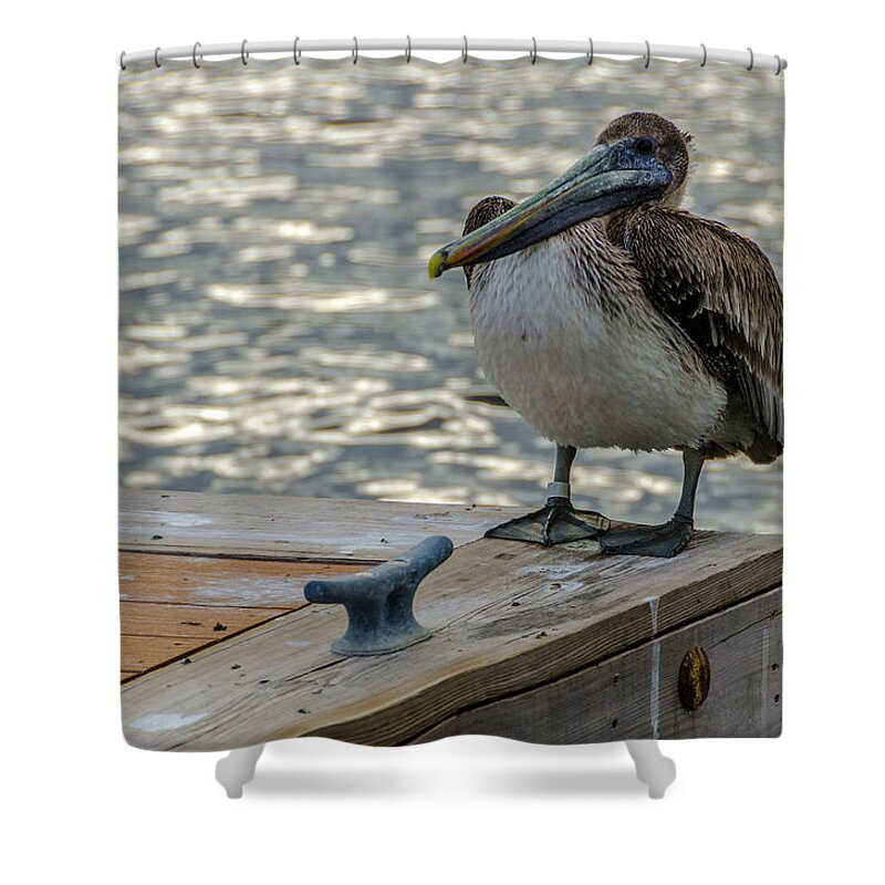 Pelican Shower Curtain featuring the photograph Pelican at the dock #1 by Wolfgang Stocker